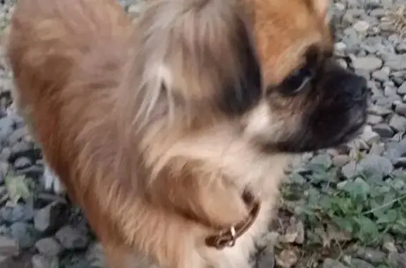Найдена собака на ул. Геологической, порода пекинес, коричневый ошейник