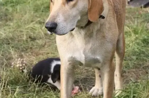 Собака и щенки ищут дом в Большом, Белгородская область.