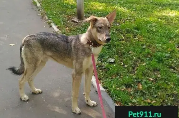 Пропала собака возле метро Улица Горчакова (Москва)