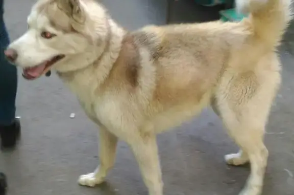 Собака найдена в Наримановском районе, Ростов-на-Дону