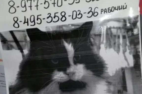 Пропал кот в Москве, нужна помощь!