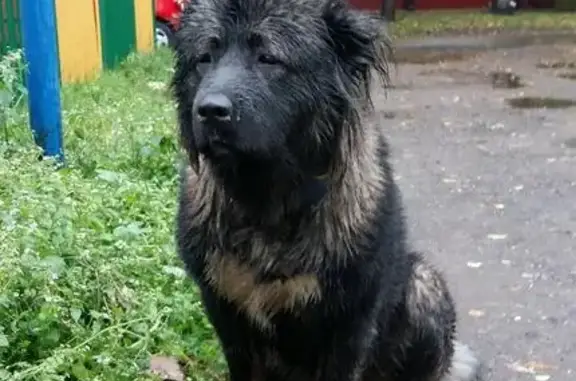 Найдена собака в районе Кузьминки, метис кавказской овчарки?