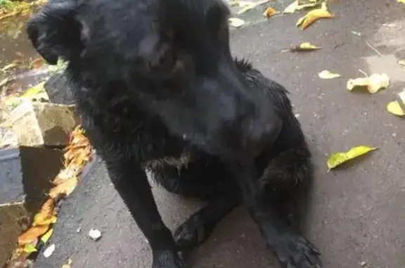 Найдена чёрная собака на Нагорном бульваре
