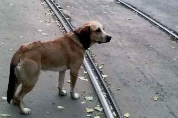 Собака найдена у Дет. парка в Саратове