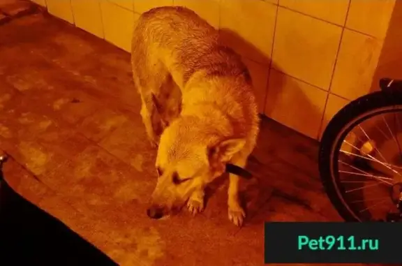 Найдена собака на Ленинградском шоссе