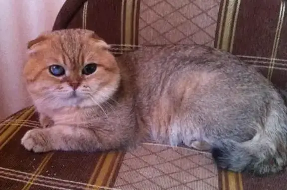 Пропал вислоухий кот в Жулебино, нуждается в лечении. (41 символ)