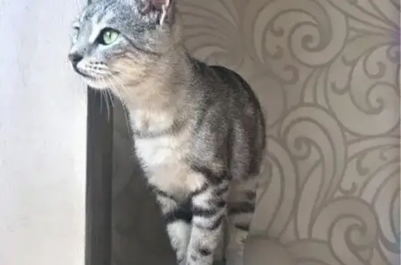 Найдена кошка в Краснодаре, возле магазина 