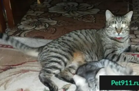 Кошки потеряшки, Большое Грызлово, фото: Потеряшка кошка в деревне Большое Грызлово, Московская область