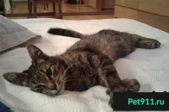 Найдена кошка на Перекопской ул. 21, ищем хозяина!