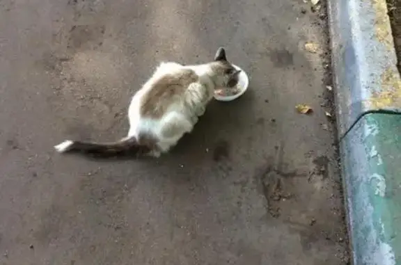 Пропал белый кот с голубыми глазами в Орехово-Борисово, Москва, вознаграждение за находку