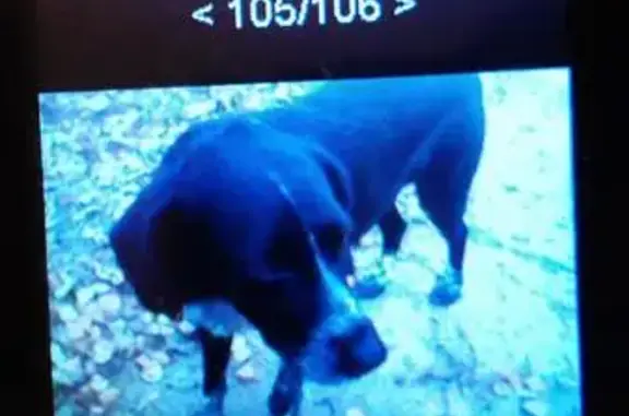 Найден умный охотничий пёс Бим в Гонохово, Алтайский край