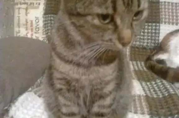 Пропала серая кошка в Кабардинке, вознаграждение
