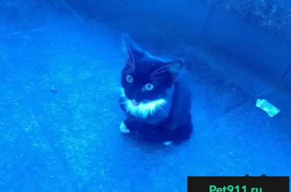 Найдена кошка на ул. Рокоссовского, 22А в Пскове