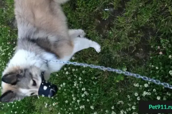 Пропала собака в Ленинском районе, Московская область