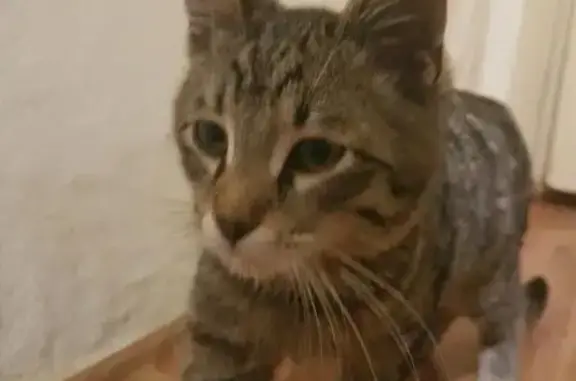 Найден котенок в Капотне (07.10.2017)