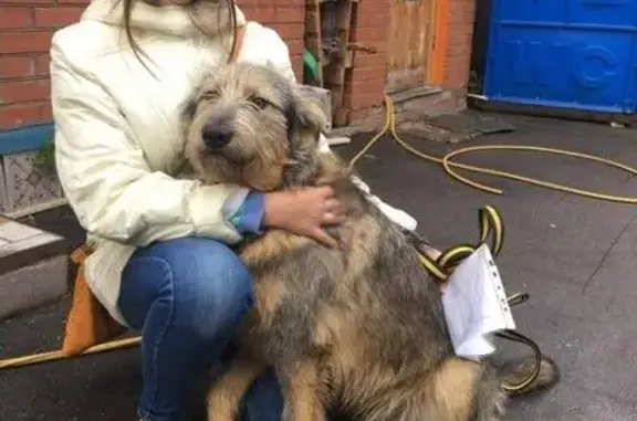 Собака найдена в Москве, м. Бабушкинская - ищем хозяев!