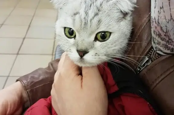 Найдена кошка в Москве, ищем хозяев