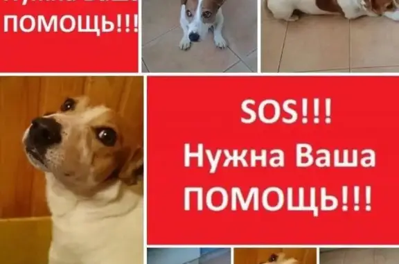 Пропала собака на 68км Симферопольского шоссе в Чеховском районе, Московская область