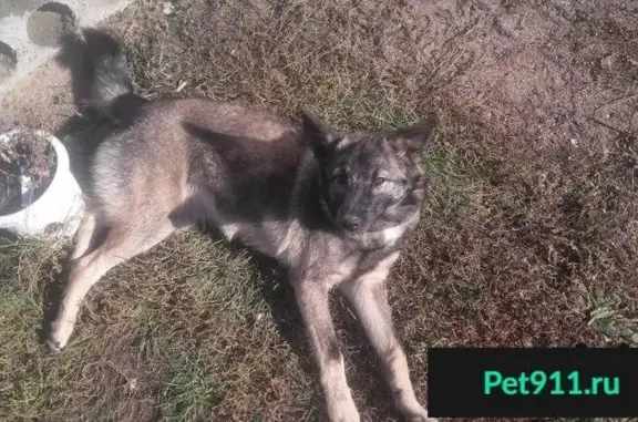 Собака найдена на левом берегу Омска