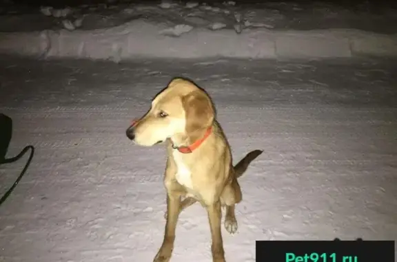 Пропала собака в Талицком районе, Свердловская область