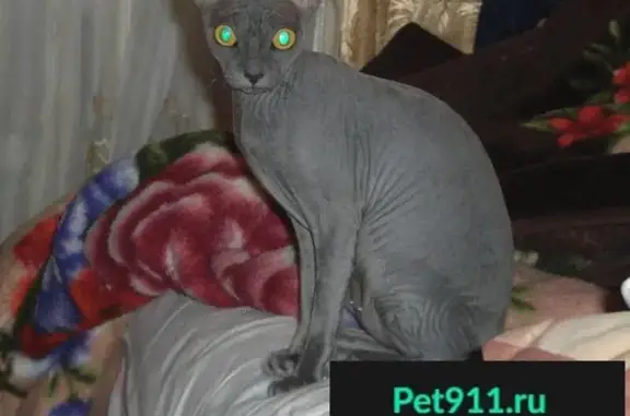 Пропала кошка в Челябинске, пос. Исаково, порода Сфинкс, серо-голубой окрас