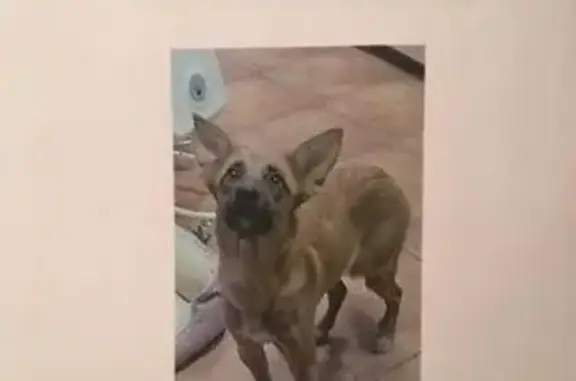 Найдена собака в Жулебино, Москва