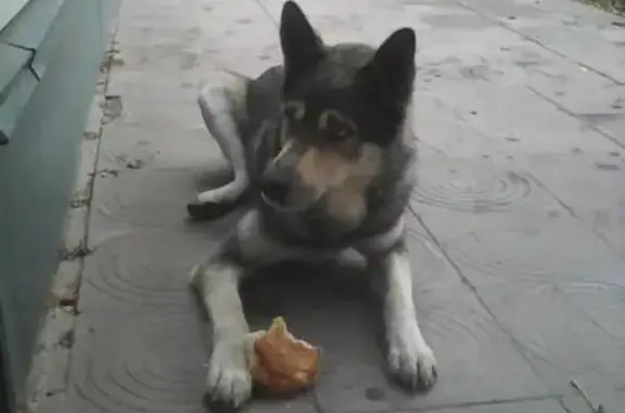 Собака Хаски найдена в Славянске-на-Кубани!