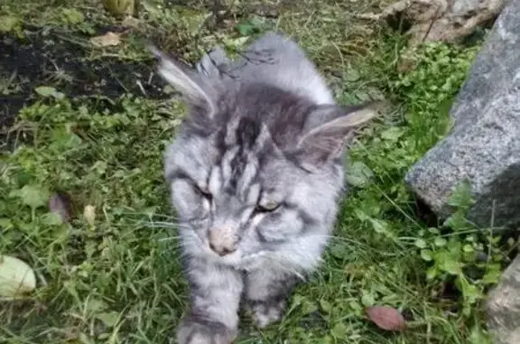 Найдена кошка в Ордынском, Новосибирск.