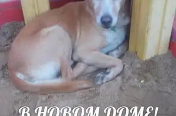 Собака найдена в Большеколпанском сельском поселении