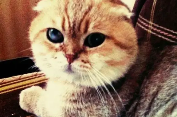 Пропала кошка в Жулебино, нуждается в лечении!