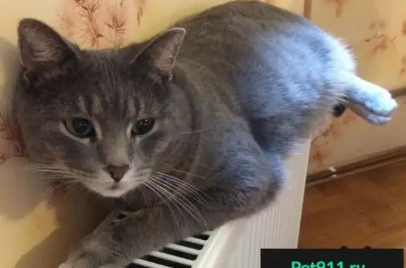 Пропал домашний кот Веник в деревне Грязь, Московская область.