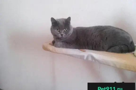 Пропала кошка в Громково, вознаграждение за находку