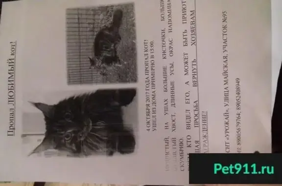 Пропала кастрированная кошка в Гурьевске, с/т Урожай
