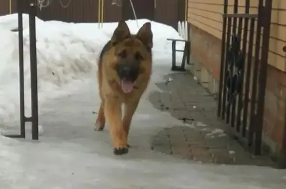 Пропала собака с ошейником в Наро-Фоминском Союз-1, вознаграждение 3000 рублей