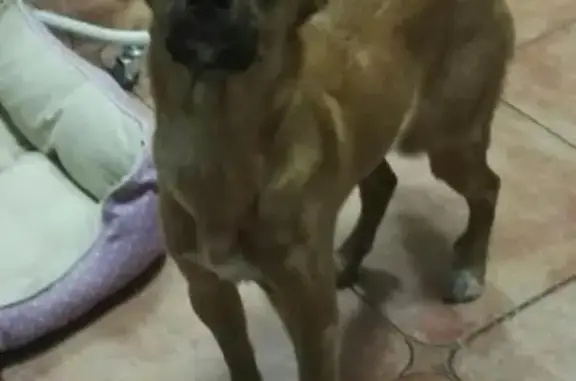 Найдена рыжая собака в Жулебино, ищем хозяев