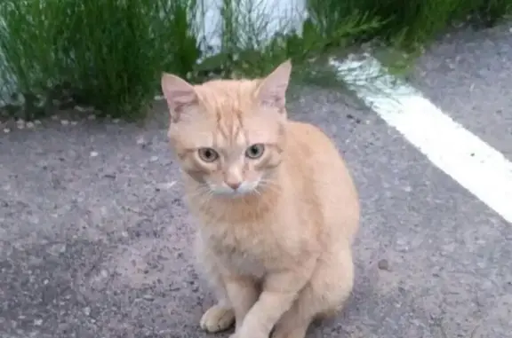 Пропал рыжий кот на ул. Павловича, Хабаровск