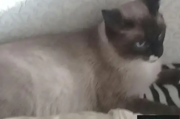 Найдена кошка с белыми пятнами на Ставропольской