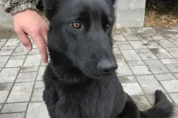 Найдена собака в Заокском районе Тульской области