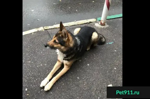 Найдена собака возле дома на Рублёвском шоссе 24!