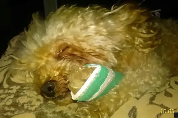 Собака с переломом лапы найдена в Крыму