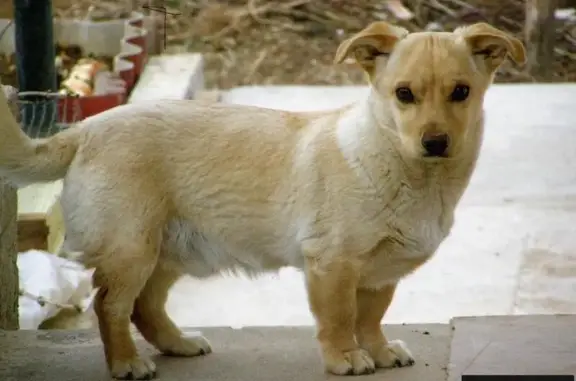 Пропала собака в Флотском селе, окрас желто-кремовый