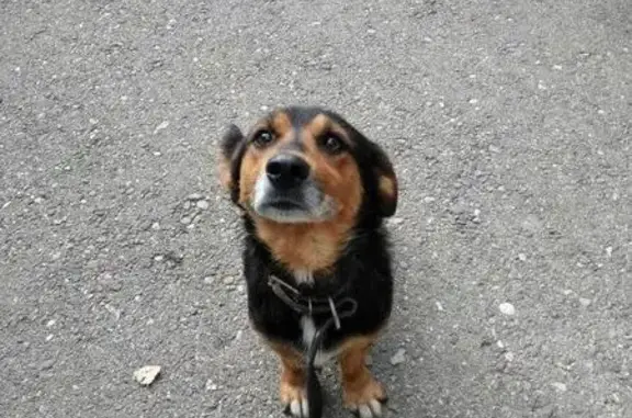 Найдена умная собака Мальчик в Майкопе