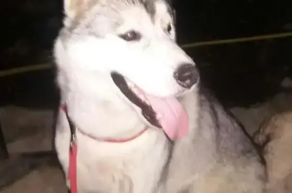Пропала собака Джек в Маяках