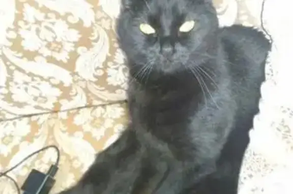 Пропала черная кошка в Первомайском районе Королёва