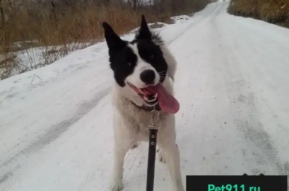 Пропала собака Лайка Русско-Европейская в с.Кипарисого-2, возможно травмирована на дороге.