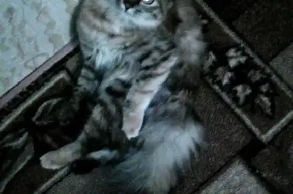 Пропала кошка в Иваново, Новая Ильинка: Ташка, рыжая и черная лапка, ищем!