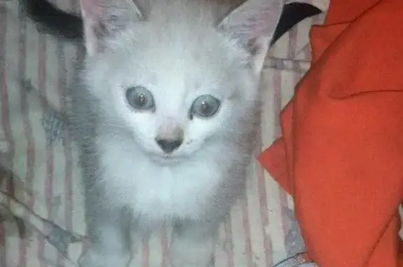 Найдена кошка в Ангарске, ищет дом