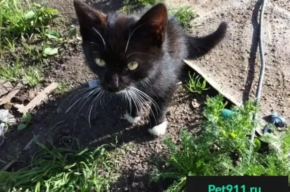 Найден котенок в Гатчине