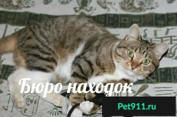 Найдена кошка возле 35ой школы в Архангельске