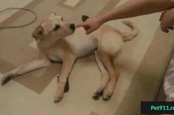 Найдена собака в Ворошиловском районе, ищет хозяина.